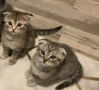 BKH EKH Kitten Dezember abgabebereit