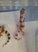 Leopardgeckos NZ 21, 0.1