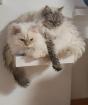 Selkirk Rex Dreamteam