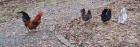 Chabo Hühner Hennen Hahn 1,3 Zuchtstamm Huhn Zwerghuhn