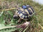 3 Griechische Landschildkröten NZ 2024