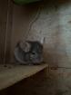 Chinchilla Männlich Beige