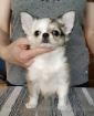 Chihuahua Welpen mit Ahnentafel