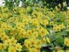 50 St Waldsteinia ternata Golderdbeere Bodendecker Teppich, incl. Versand