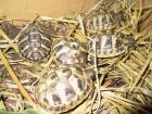 Schildkröten Thh Thb