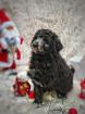 EDEL-AUSSIEDOODLE