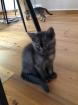 BKH -Kitten -Mix Kater