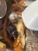 Frettchen Welpen
