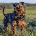 KALINKA - Yorki-Mix; weiblich, 1 Jahr, 25 cm, 3.1 kg, Gechipt, Kastriert