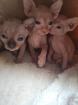 Sphynx Kitten 