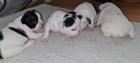6 welpen suchen neues Zuhause 