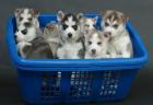 100% Siberian Husky Welpen