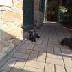 Patterdale Terrier Welpen 8 Wochen alt
