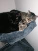 Geschwisterpaar Katzen