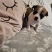 Chihuahua welpen