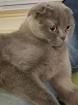Liebe Scottish Fold BKH Shorthair Dame in Blue