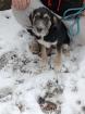 Junger Hund