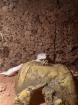 Leopardgecko mit Terrarium