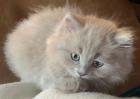 Bkh/Bhl Kitten