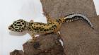 2 Leopardgeckos Nzen 2024