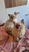 Edelmix und Ragdoll suchen bald ein neues Zuhause