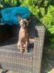 Sphynx Kater 3,5 Jahre