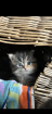Main Coon -Perser babys
