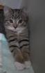 Betty – sucht dringend ein Zuhause! (aus dem Tierschutz / gechipt, geimpft, kast
