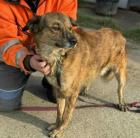 Rico - Lieber Pechvogel Rico sucht das Glück