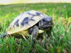 Griechische Landschildkröten