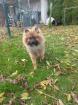 Pomeranian Zwergspitz