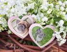 Mops Bande Bobby und Blue 