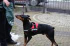Reinrassiger Dobermann in Not in der Ukraine