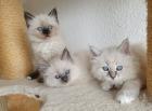 2 Heilige Birma Kitten Katzen abholbereit