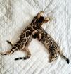 Bengal Kitten mit Stammbaum???