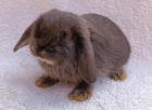 Handzahme Zwergwidder Babies