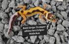 Tolle Leopardgecko Jungtiere aus 2024