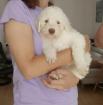 Lagotto Romagnolo Welpen