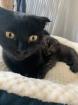 Scottish Fold/Perser Kitten 