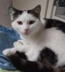 Tony – verschmuster Kater sucht dringend liebevolles Zuhause! (aus dem Tierschut