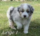 Reinrassige Australian Shepherd Welpen