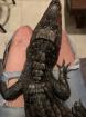 1.0 Caiman Crocodilus