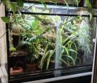 Kornnatter Amel aus 2024 inkl Terrarium