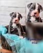 Old english bulldog Welpen OEB Bulldogge 