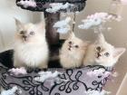 Heilige Birma Kitten / unsere zuckersüßen Wölkchen :)