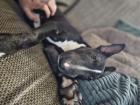 Miniatur Bullterrier