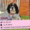 Hotcake (m), 8 Jahre, 35 cm, Slowakei