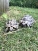 Zwei Griechische Landschildkröten