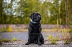 Liebevolle Labrador-Hausaufzucht Welpen Frühjahr 2024