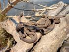 Kreuzotter Vipera Berus 